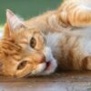 Ginger cat rolling in dried catnip