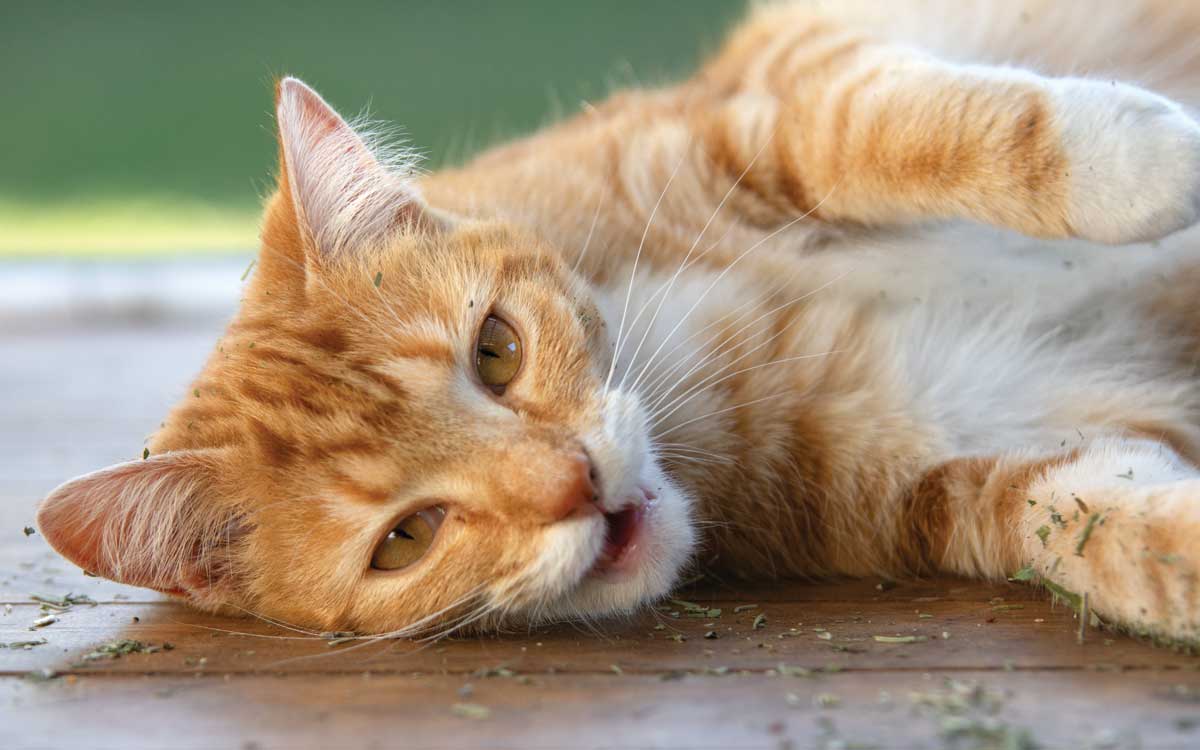 Ginger cat rolling in dried catnip