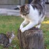 cat scratching log