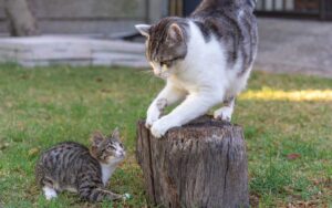 cat scratching log