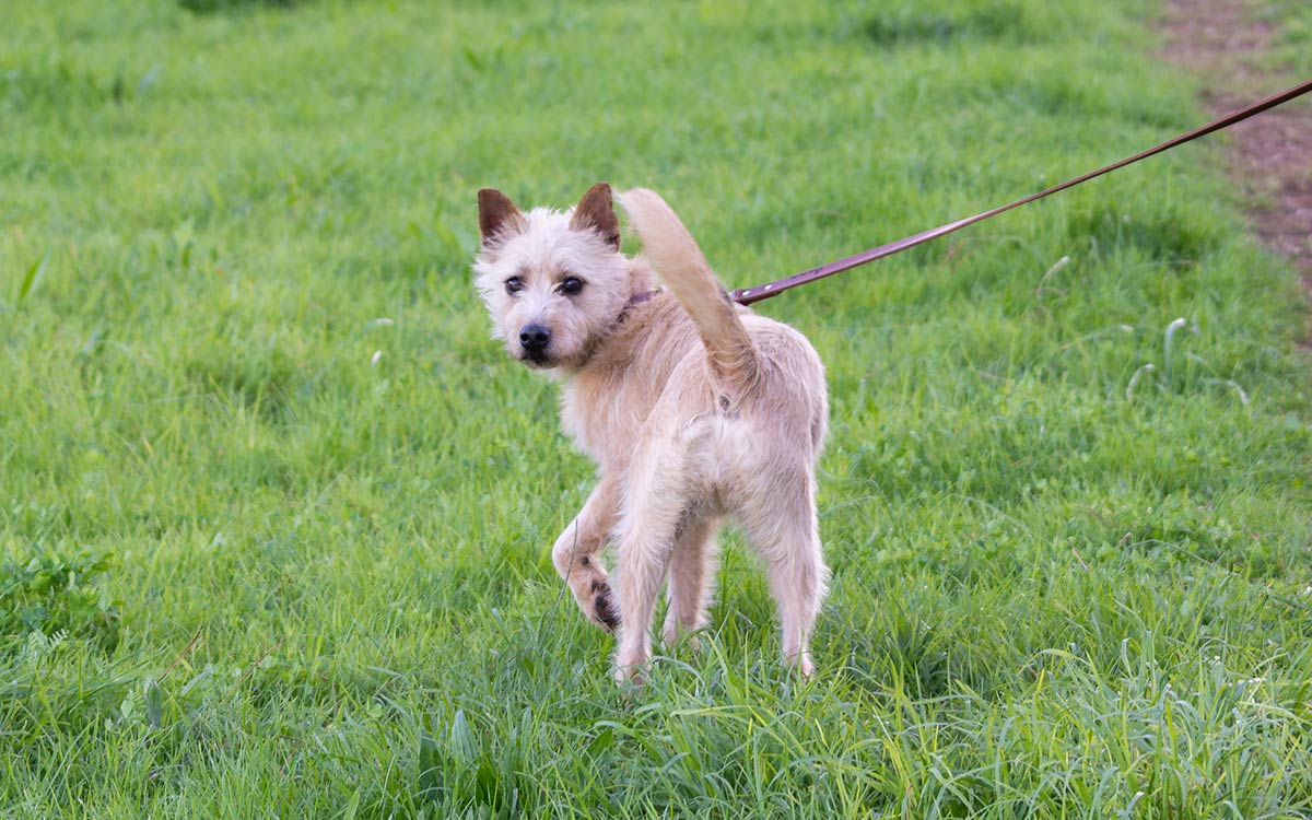 Dog walking on a lead in a green belt