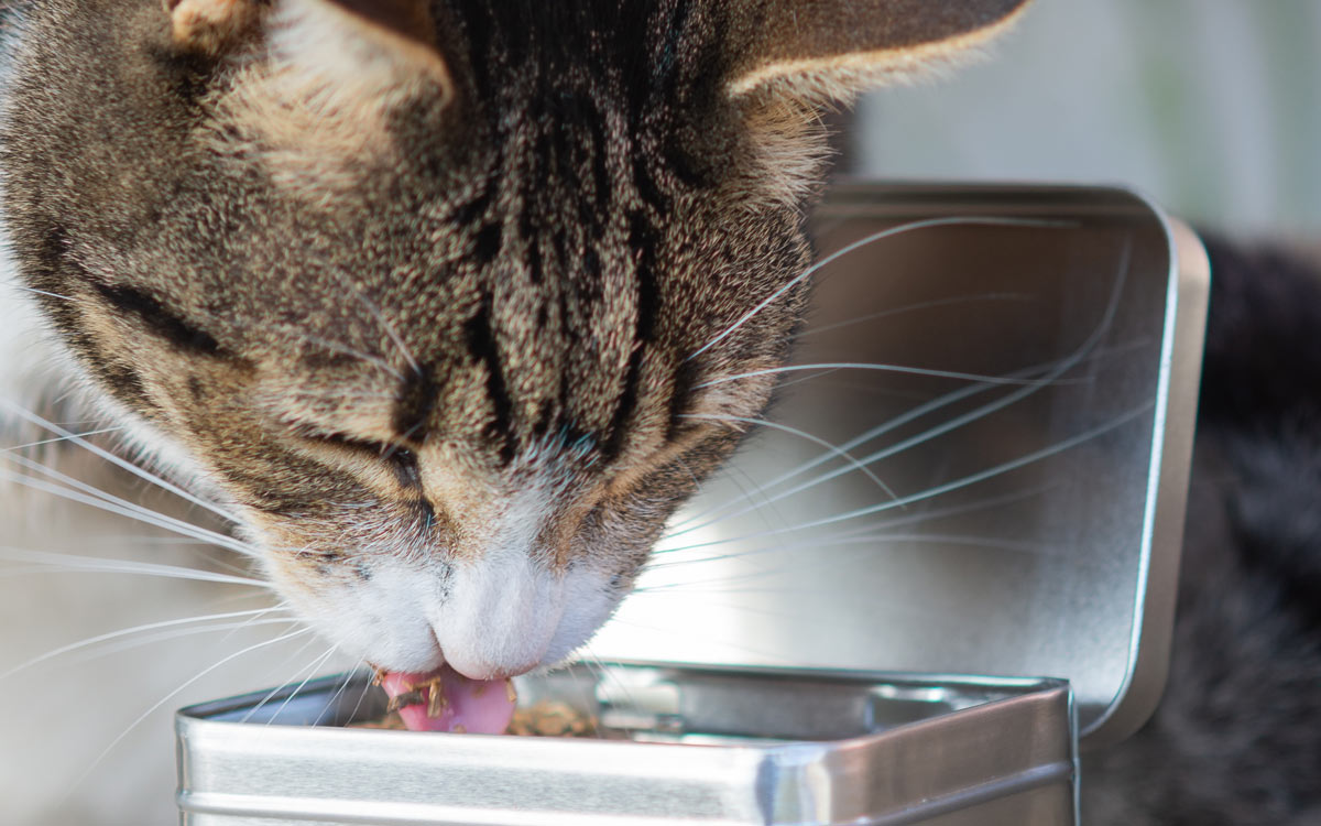 Tabby cat eating dried valerian root from a tin.